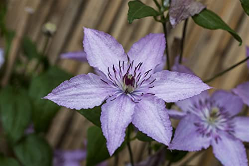 Clematis 'Hagley Hybrid' 100–150 cm – Winterhart, Mehrjährig, Pflegeleicht – Waldrebe – Kletterpflanze für Pergola & Rankhilfe