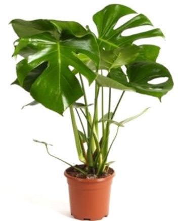 Monstera Deliciosa, 40-50 cm. Planta natural tropical de grandes hojas perforadas, elegante y fácil de cuidar. Segura Garden.