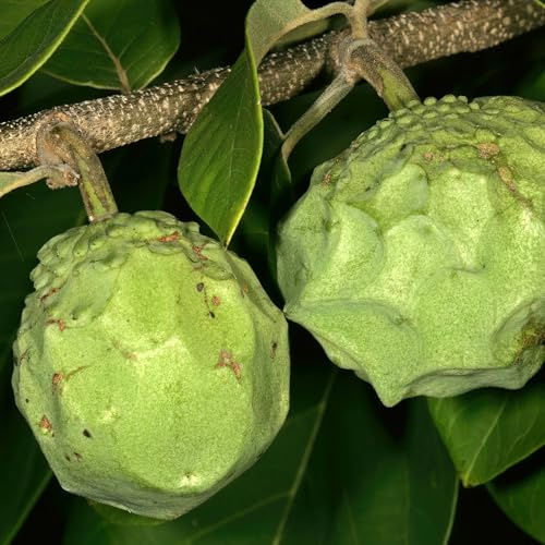 Vivai le Georgiche - Pianta vera di Annona cherimola Cumbe Cherimoya, Mela alla crema - altezza alla vendita 140-160 cm