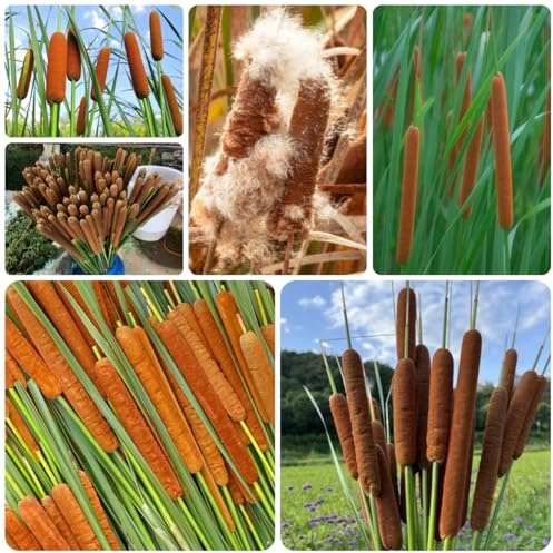 zwergrohrkolben - rohrkolbensamen - herbstpflanzen winterhart rohrkolben züchten luftreinigende zimmerpflanzen deko wohnzimmer gartenpflanzen 550pcs
