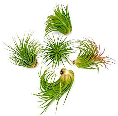 Youpinc Ionantha Tillandsia Lot de 5 grandes plantes aériennes – 5,1 à 8,9 cm de long – Plantes tropicales vivantes pour décoration d'intérieur