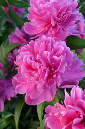 Peony Plants, 'Bunker Hill', 1 x Large Plant in a 2 Litre Pot, Peony, Paeonia, Garden Plants, Flowers, Garden Ready and Ready to Plant, Premium Quality Perennials