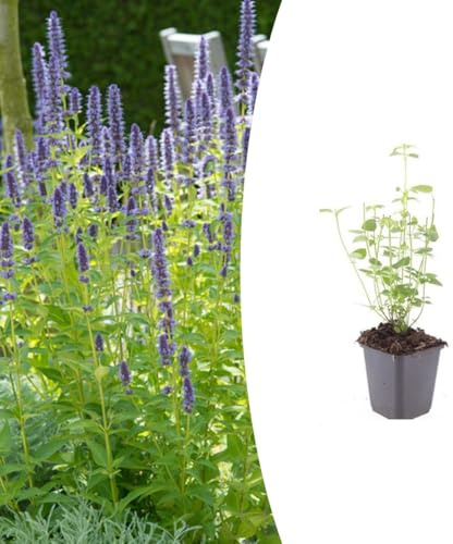 Agastache 'Black Adder' | 48 pièces - 10-25cm - Ø9cm - Plante de jardin