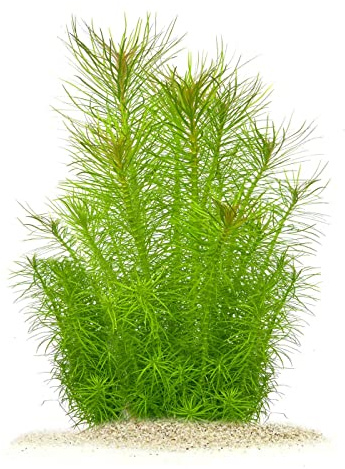 Pogostemon deccanensis (erectus) - Indische Sternpflanze in vitro XL - 8,5cm Bechergröße - Hintergrund Wasserpflanzen für Aquarien