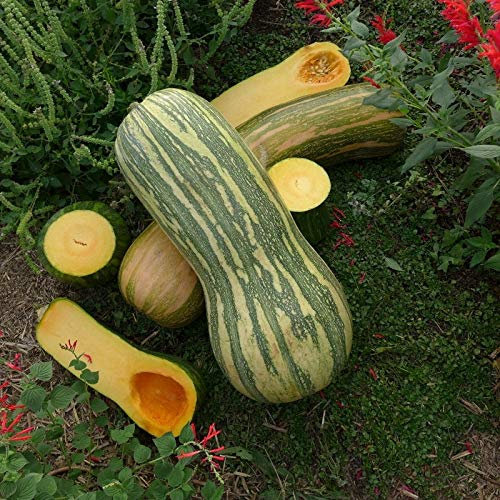 10 Semillas de Calabaza Llena de Nápoles (Curcubita Moschata)