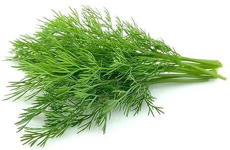 BIO Saatgut 500 x Samen Dill mehrjährig 100% Natursamen aus Portugal handgepflückt | Saatgut | Gartenkräuter | Kräuter…