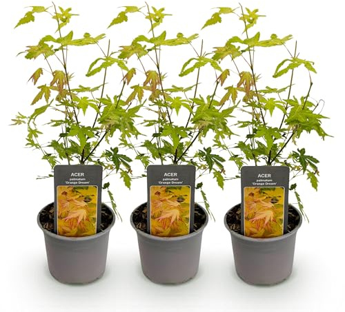 GreenboutiQ - Plante de jardin - Acer palmatum Orange Dream - Orange - 3 Plantes - Caduc - Peu d'entretien - Pot 12cm Hauteur 35cm