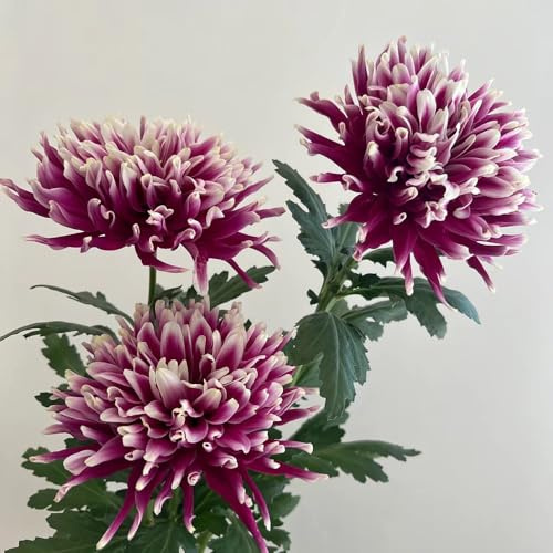 crisantemi, in vaso tappezzanti rialzata decorazioni da giardino per esterni Vecchie varietà resistenti da appartamento esotiche giardino roccioso 1200semi