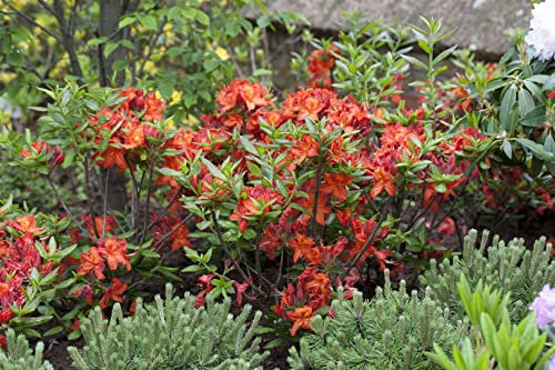 Rhododendron luteum 'Parkfeuer' 30–40 cm – Winterhart, Mehrjährig, Pflegeleicht – Azalee – Zierstrauch für Garten & Beet