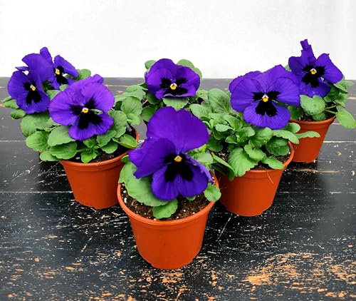 POWERS TO FLOWERS - VIOLE DEL PENSIERO, VIOLA PANSE', VIOLA A FIORE GRANDE BLU CON OCCHIO, VASO 10,5 CM DIAMETRO, SET 6 PIANTE, piante vere