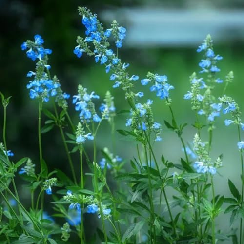 Semi di salvia, da giardino, giardino aromatiche, Salvia japonica, semi di aromatiche selvatiche 200pcs