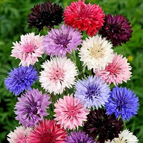 Seeds4planting - Seeds Cornflower Double Mix Bachelor's Buttons Flowers Perennial
