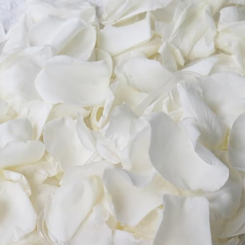 Pétalos de rosa blancos reales secos, pétalos de flores conservados congelados de 2.1 onzas para regalos del día de San Valentín, decoración de bodas, fiestas de flores, centros de mesa de cena,