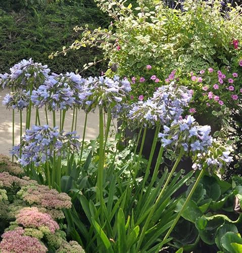 Liebesblume Schmucklilie Twister - großer Topf - Agapanthus africanus - lebende Gartenpflanze aus den Baumschulen