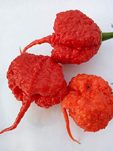 Semi di 4 varietà di Peperoncino - Carolina Reaper - Habanero Chocolate - Tondo Dolce - Bacio di Satana