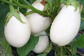 MELANZANA BIANCA TONDA, 50 semi