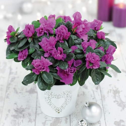 Gift Azalea Purple Rosebud - Vibrant Purple Long-Lasting Blooms - Easy-Care Evergreen Plant - Ideal Christmas Centrepiece - 2 x 14cm in Ivory Zinc Kersey Pot by Thompson and Morgan
