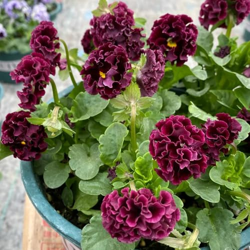 Semi di viola cornuta, Le perenni sono Viola cornuta - rare esotici semi di acquistare di viola cornuta 300pcs