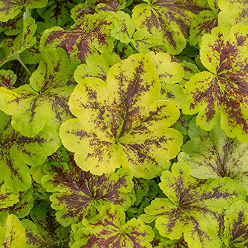 Heucherella Solar Power Evergreen Outdoor Flowering Perennial Garden Plants in Plant Pot (9cm Pot, 15-30cm)