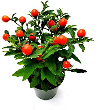 Solanum Pseudocapsicum o Tomatillo de Jerusalén Natural Planta de Exterior Arbustiva