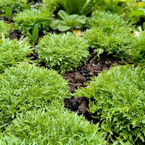 semillas de endibia semillas de hortalizas resistentes verdes orgánicas exóticas Comprar hortalizas invierno Camas elevadas el jardín resistentes 100semillas