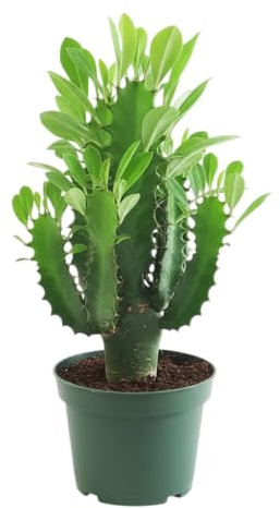 Planta Euphorbia Trigona DECOALIVE Ideal Para Ambientes Modernos y Minimalistas