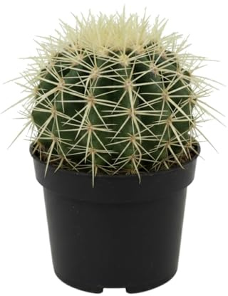 DECOALIVE Bola de Oro Kroenleinia Grusonii Cactus Natural Maceta 10 cm Altura 10-12 cm