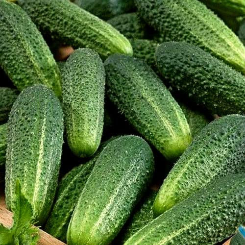 Cucumber Gherkin Everest F1 20 Seeds + Freebie + Plant tag Cucumis
