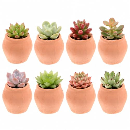 Supvox 8Er Set Keramik-Pflanztöpfe Für Sukkulenten Mini-Blumentopf Für Zimmerpflanzen Kleine Tontöpfe Für Schreibtisch Balkon Büro Und Zuhause 2.30 * 2.30 * 2.30cm