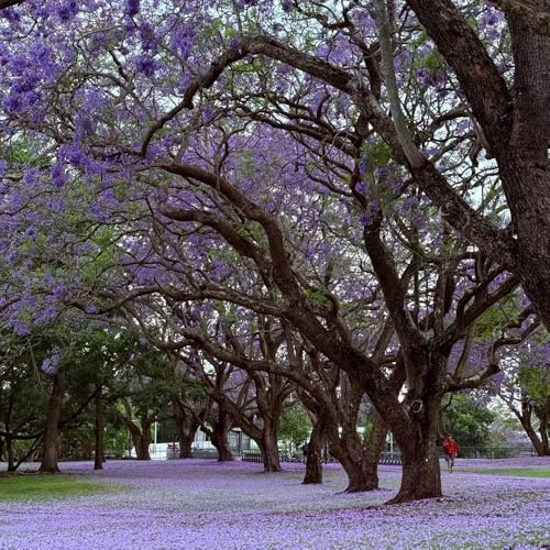 semillas de jacarandá - semillas de Jacaranda mimosifolia, Las de jardín son perennes resistentes 250pcs
