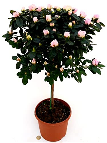 POWERS TO FLOWERS - AZALEA ALBERELLO ROSA CHIARO, VASO 18CM, ALTEZZA 100CM, pianta vera