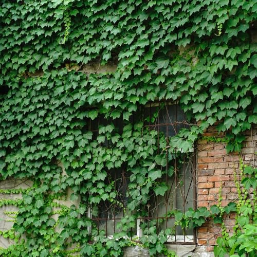 Semi di vite selvatica - verdi Perenni resistenti vecchie varietà raro rampicanti resistenti sospesa da balcone organico prodotti sostenibili per luoghi 550pcs