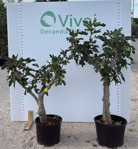 De Plante Figue En Seau 35 c. T.De 25 A 35 CM