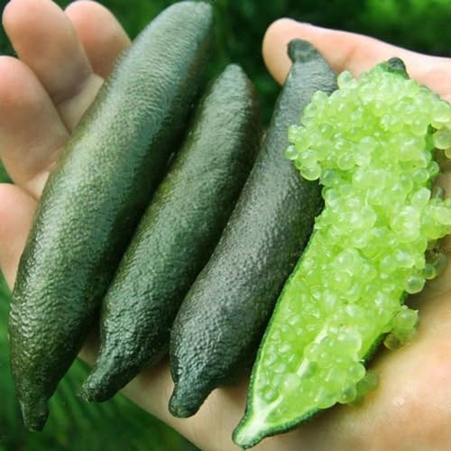 Luojuny Semillas de Australasica, 50 Piezas Semillas de cítricos Australasica Planta de Oficina de jardín de Frutas de bonsái en Maceta Semillas de Citrus Australásica