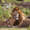 Big Cats 2026: Broschürenkalender mit Ferienterminen. Bilder von Raubkatzen. 30 x 30 cm