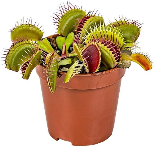 Planta Carnívora Dionaea Muscipula Planta Natural de Interior y Exterior