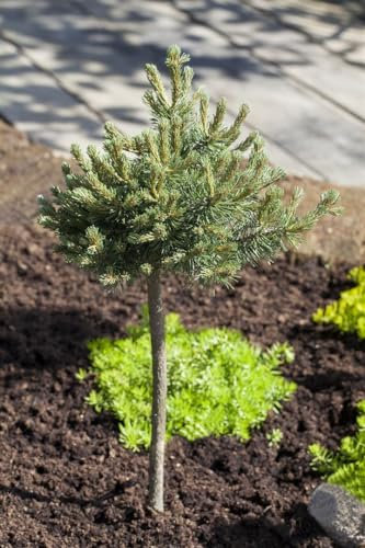Zwerg-Kiefer Pinus mugo Mini Mops 20-25 cm kugelig winterhart