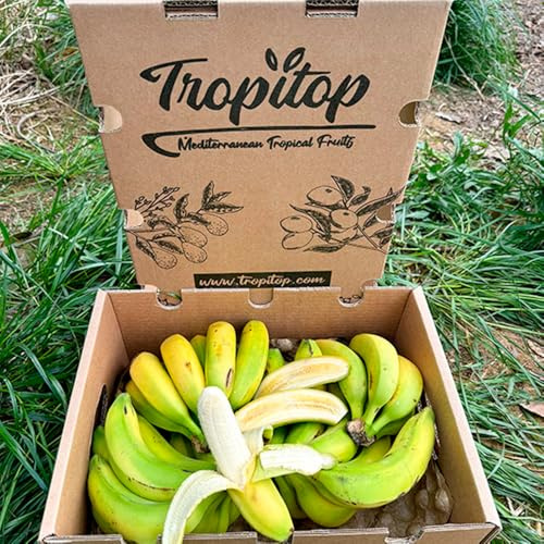 Caja de Plátanos de Canarias | Fruta Tropical Directa del Agricultor, Cultivado en España, Recién Recolectado, Dulce, Natural y Sin Químicos (2 Kg)