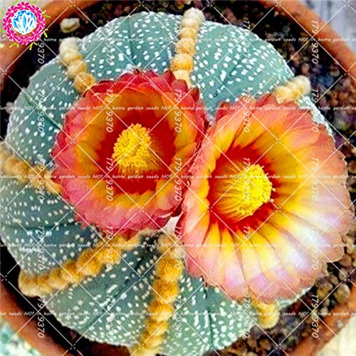 Bloom Green Co. 100pcs Mixed Astrophytum Kaktus flores Sukkulenten Pflanzen Bonsai plantas für Hausgarten-Topfpflanzen Seltene Blumen Feigenkaktus: 4
