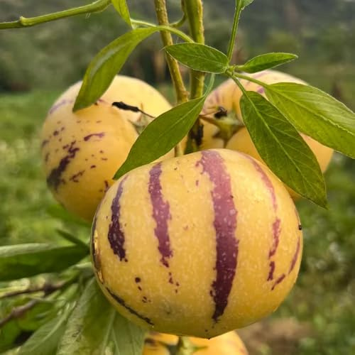 birnenmelone pflanzenkübel topfpflanzen draußen winterhart winterharte kübelpflanzen steingartenpflanzen Melonenbirne obstsamen obstbäume zwergobstbäume obstpflanzen balkon deko 130samen
