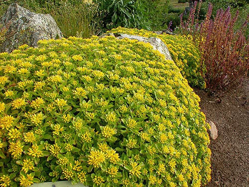 15 graines d'ORPIN DU KAMTCHATKA (Sedum Kamtschaticum) G949 SEEDS SAMEN SEMILLAS
