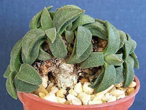 50 Semi Aloinopsis rubrolineata Piedra Viva Bonsai Caudex Semilla Rara Suculente