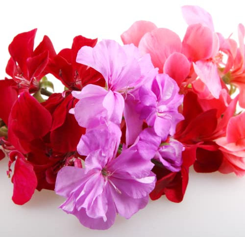 Geranium Plants, 'Mixed', 20 x Large Plant Pack, Bedding Plants, Geraniums, Garden Flowers, Garden Ready, Ready to Plant, Premium Quality Flowers