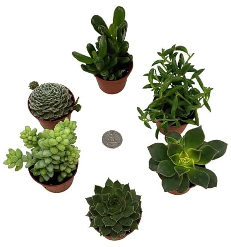 Mix de 6 Unidades de Mini Plantas Suculentas Naturales