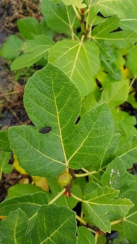 Ficus carica 'Rosce signora' / Figuier 'Rosce signora' / Conteneur de 0.75 à 1.9 litres/Touffe