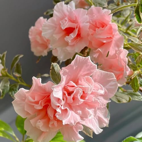 Semillas de azalea, exóticas semillas de rododendro resistente, decoración de jardín para exterior silvestre 120pcs