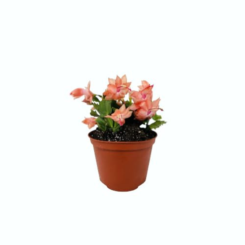 Schlumbergera la Planta Navideña de Colores Vivos