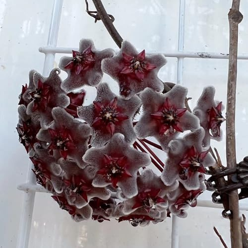 450 Pcs Hoya Samen Hängepflanze - Seltene Pflanzen, Wohnzimmer Deko Hoya Pflanze Samen, Blumen Balkon, Garten Geschenke Für Frauen Blumendeko, Pflanzen Für Sonnige Plätze Kräuterpflanzen,