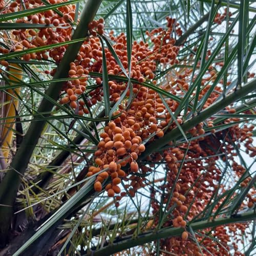 semi di palma da datteri - palma da datteri - resistenti all'esterno di datteri di sapote, resistenti, 25pcs