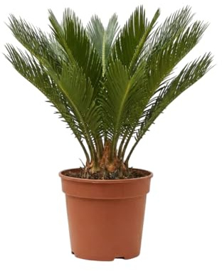 Verdecora Cyca Revoluta | Palma sago, King Sago o Palma de Iglesia | Palmera natural | Planta de exterior en maceta de Ø13cm